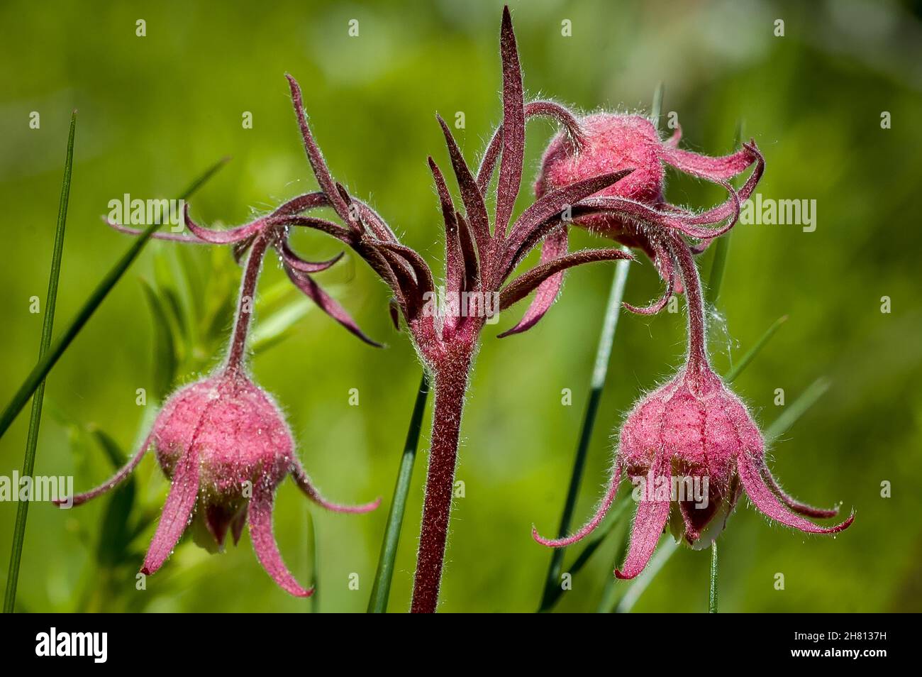 Closeup of the three flowered avens. Geum triflorum. Stock Photo