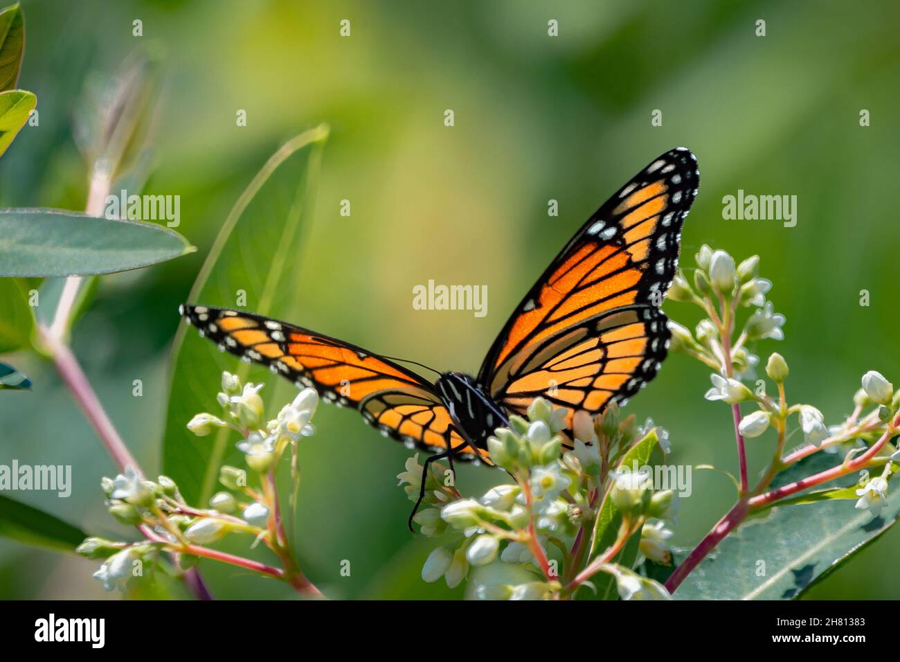 Closeup of the Monarch Butterfly. Danaus plexippus Stock Photo - Alamy