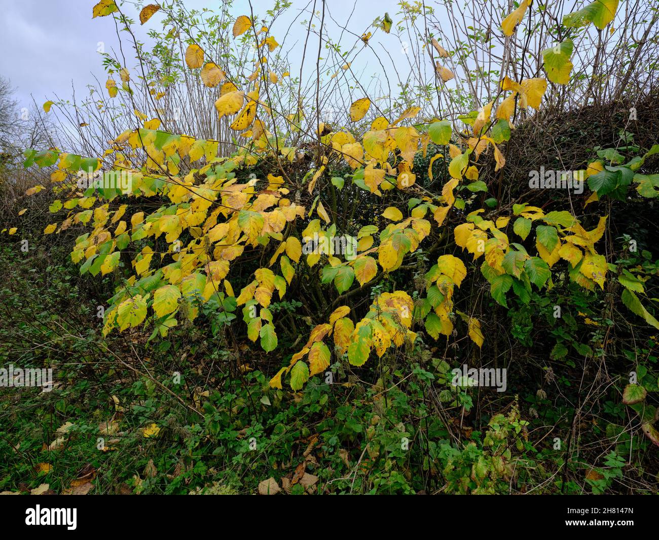 In full autumn colours, a healthy and thriving hedgerow on the banks of the river Ure Stock Photo