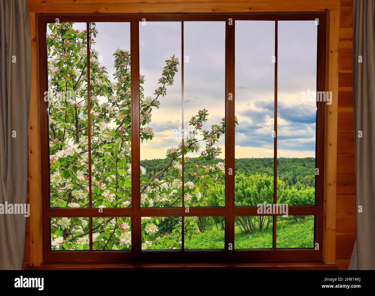 View through wooden window at spring landscape with blooming apple or cherrry tree in spring garden. Blossoming apple tree branch under natural wooden Stock Photo