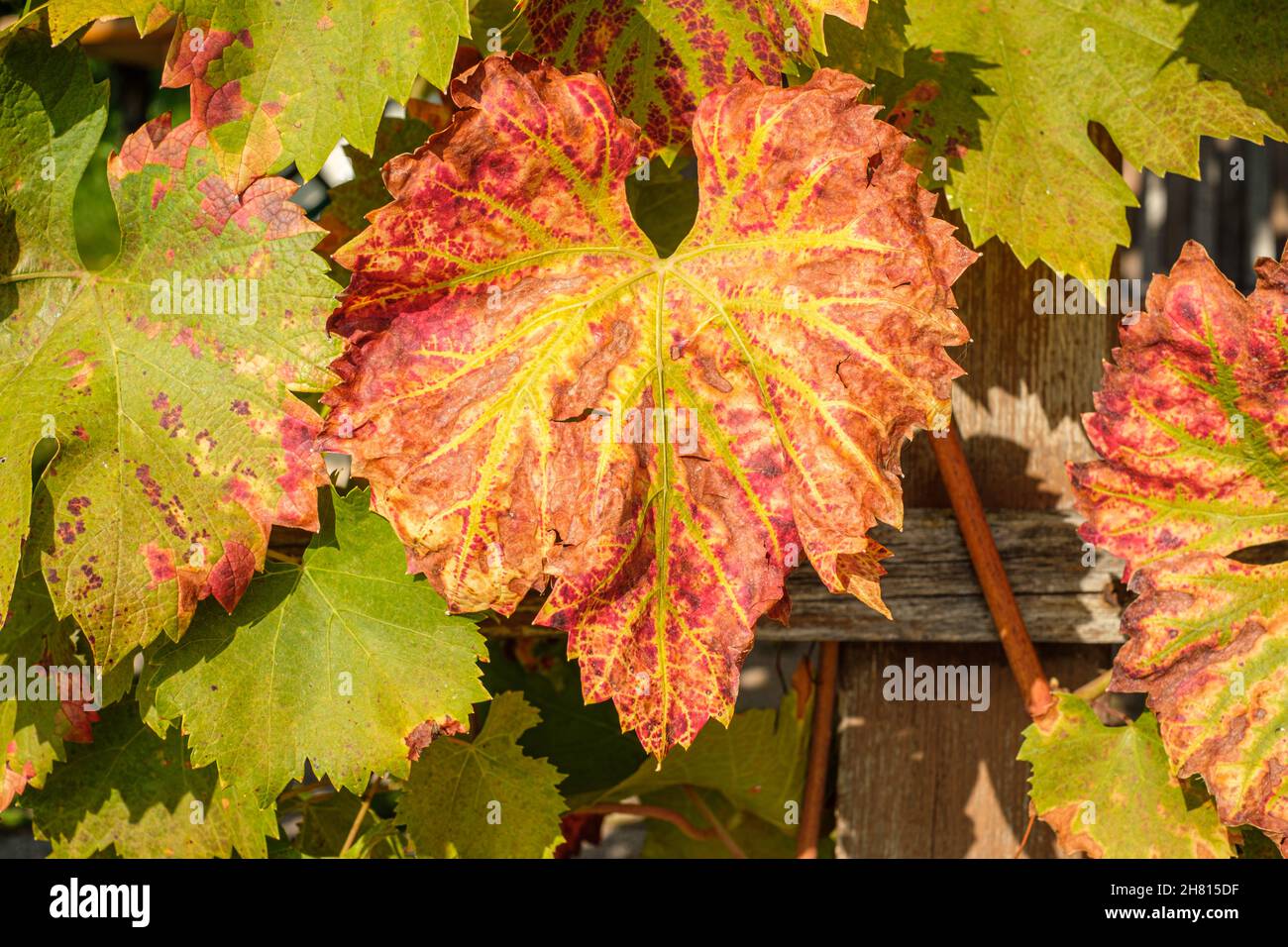 Closeup of red-green vine leaves in fall Stock Photo - Alamy
