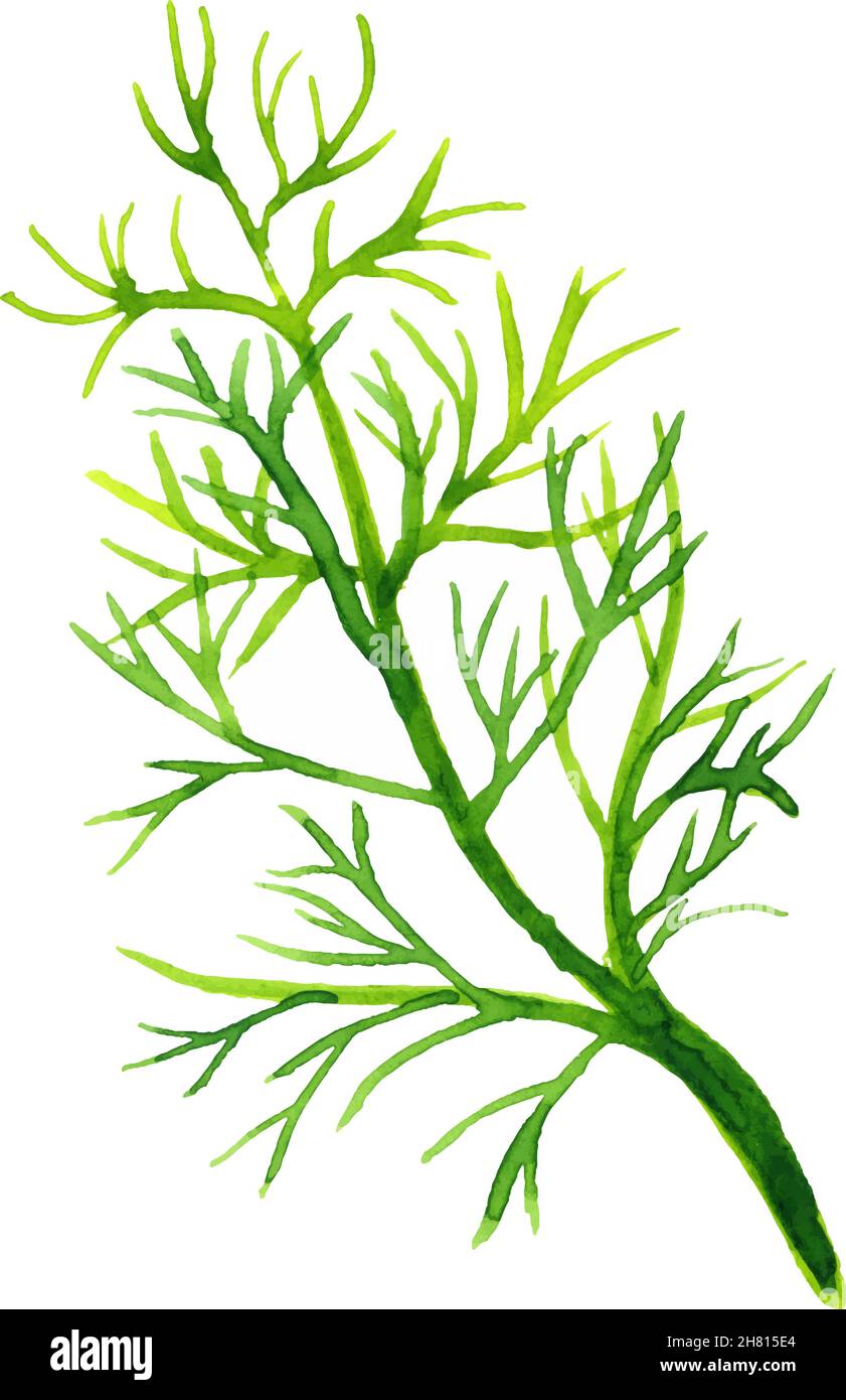 Watercolor background with dill dill leaves and seeds. Herbs and