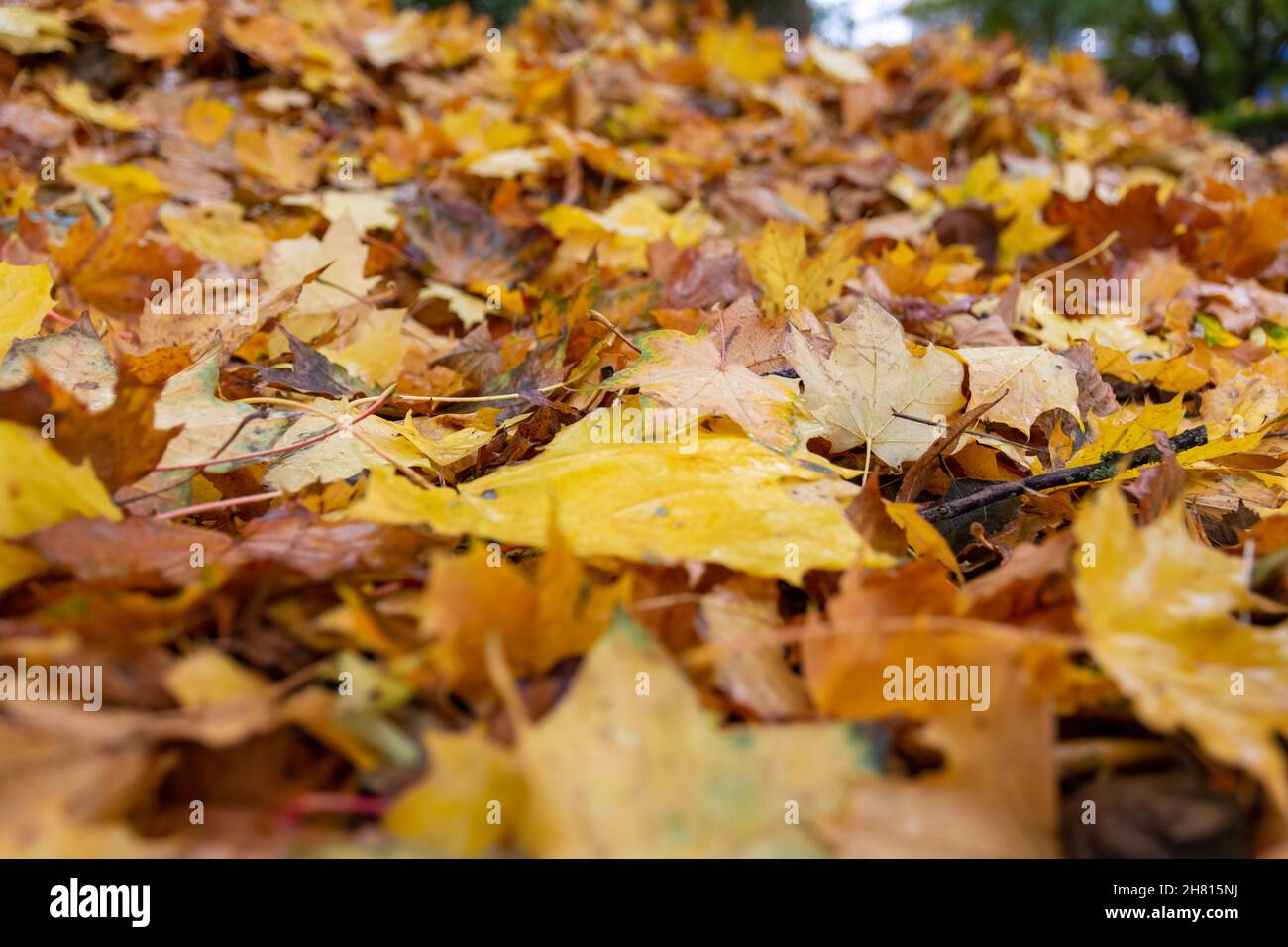 Closeup shot of a pile of yellow autumn leaves on a wet ground Stock ...