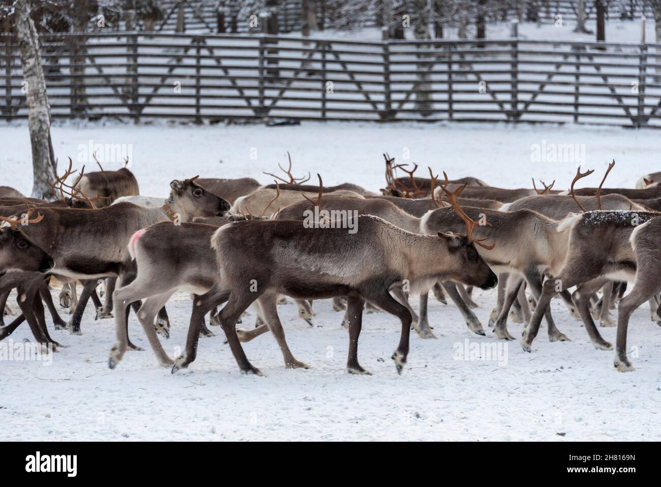 Reindeer in Lapland, Finland Stock Photo Alamy