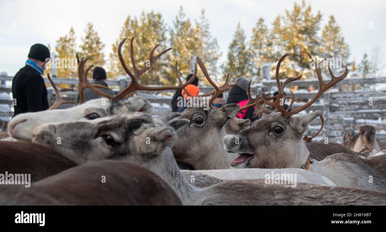 Reindeer in Lapland, Finland Stock Photo Alamy