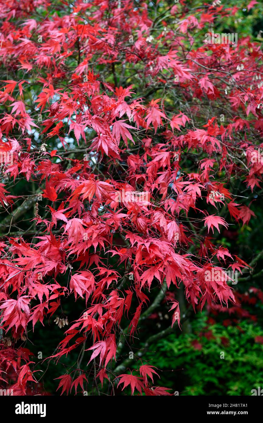 acer palmatum chitoseyama,acers,bright red,crimson red,leaves,foliage