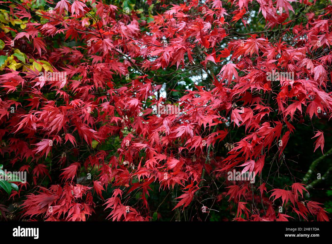 acer palmatum chitoseyama,acers,bright red,crimson red,leaves,foliage,autumn,autumnal,fall,ornamental,tree,trees,garden,RM Floral Stock Photo