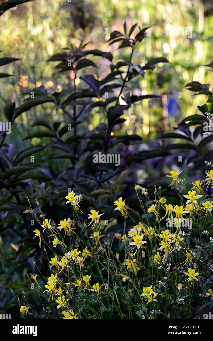 Aquilegia chrysantha Yellow Queen, yellow and white aquilegia flowers,yellow flowers,granny's bonnet, blooms, blossoms, plants, columbine ,aquilegias, Stock Photo