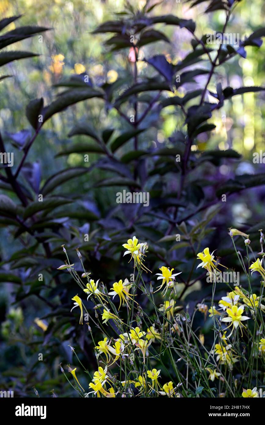 Aquilegia chrysantha Yellow Queen, yellow and white aquilegia flowers,yellow flowers,granny's bonnet, blooms, blossoms, plants, columbine ,aquilegias, Stock Photo