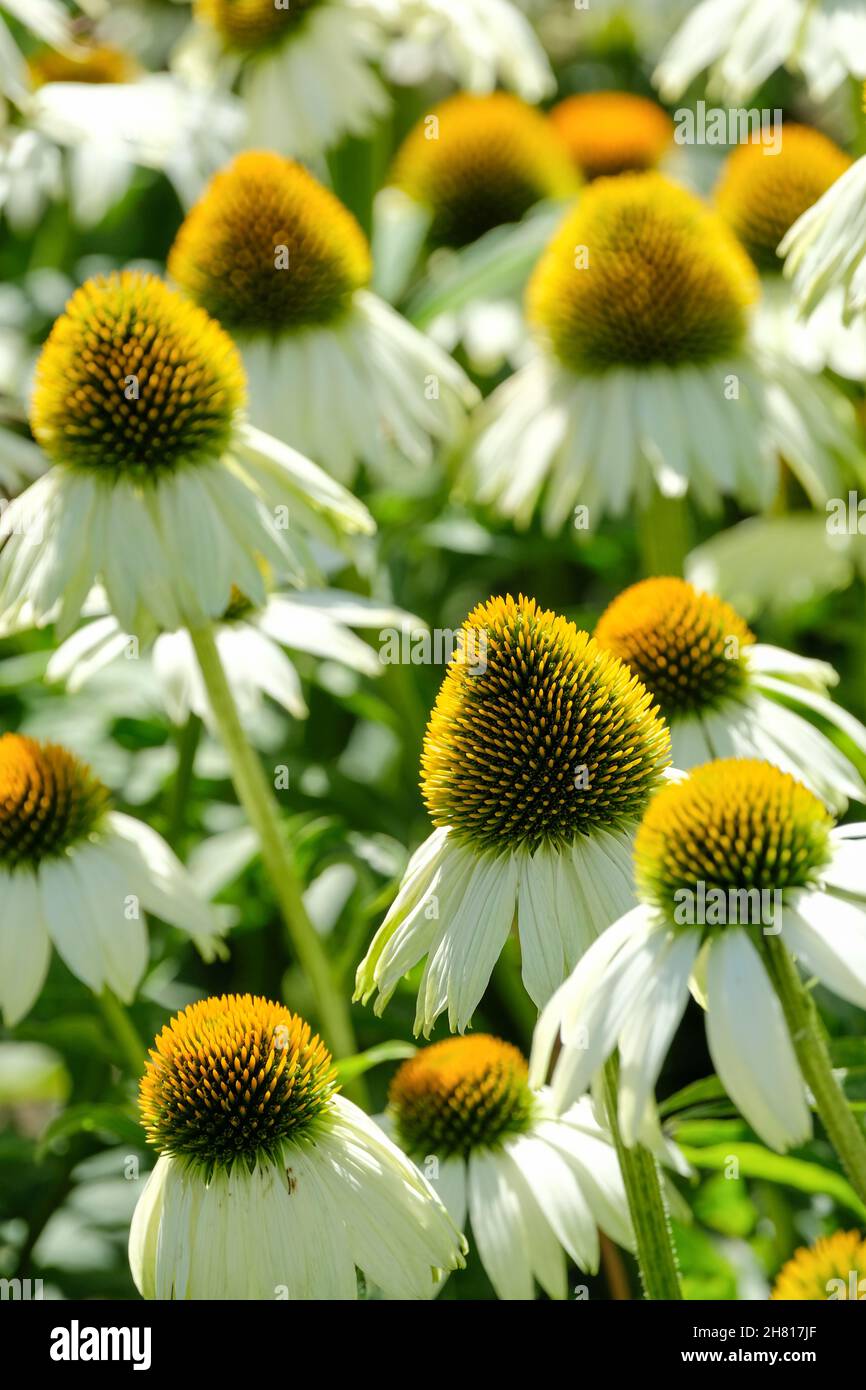 Echinacea purpurea 'White Swan', purple coneflower 'White Swan'. Daisy ...
