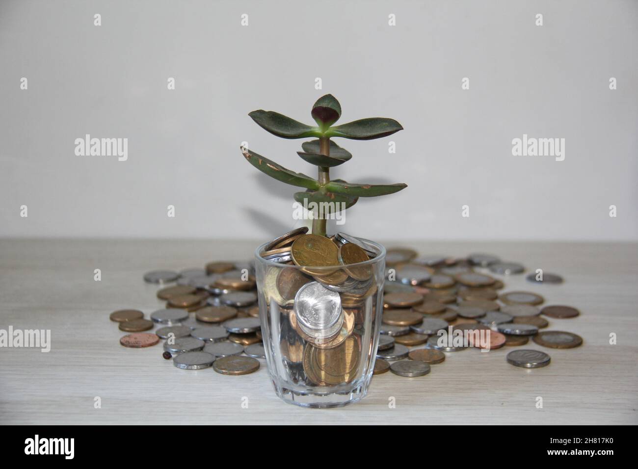Glass vase with a jade plant and blurred background coins on a wooden table. Stock Photo