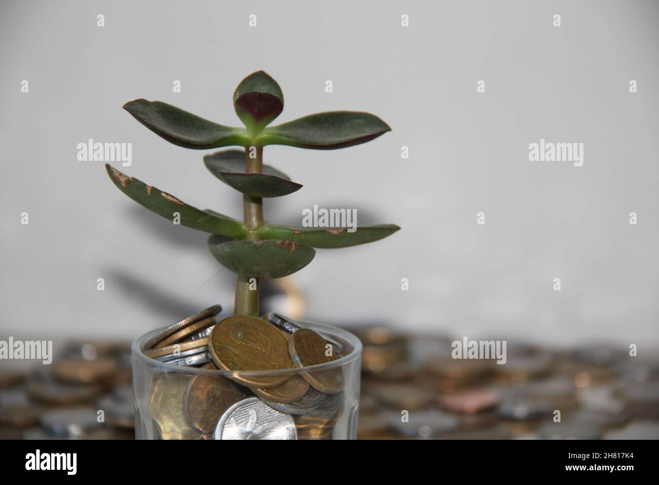 Glass vase with a jade plant and blurred background coins on a wooden table. Stock Photo
