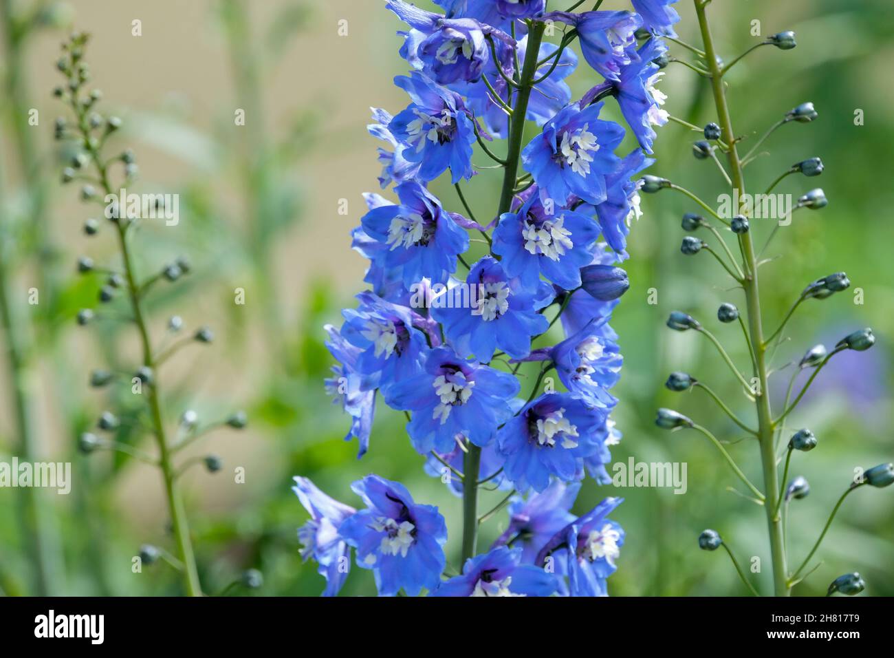 Delphinium Blue Bird Group, Candle Larkspur. Spikes of blue flowers with white central regions. Stock Photo