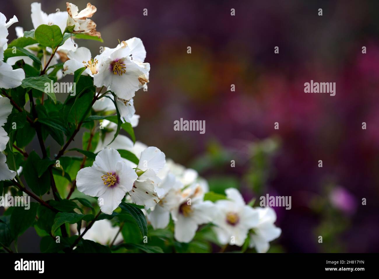 Eucryphia x intermedia Rostrevor,brush bush,white,flower,flowers,flowering,blooms,tree,trees,RM Floral Stock Photo