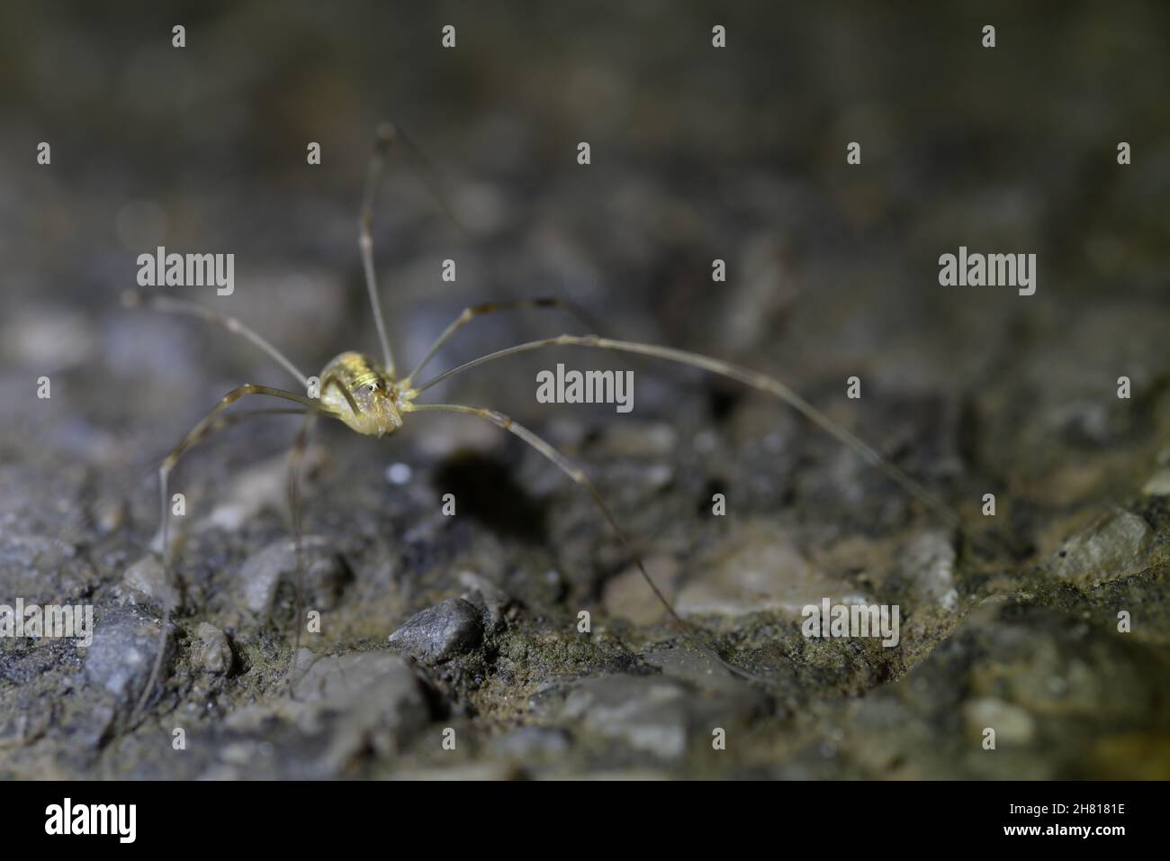 Close up of harvestman spider hi-res stock photography and images - Alamy