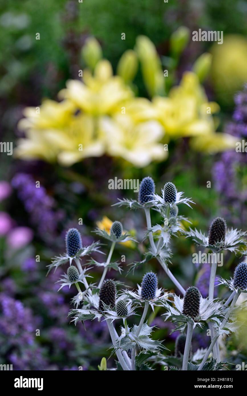 Eryngium giganteum Silver Ghost, Eryngium giganteum Miss Wilmott's