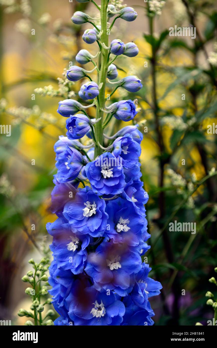 Delphinium Blue Bird,Delphinium Blue Bird group,herbaceous perennial,tall flower spike,flower spire,bright blue flowers with white eyes,blue flowers,R Stock Photo
