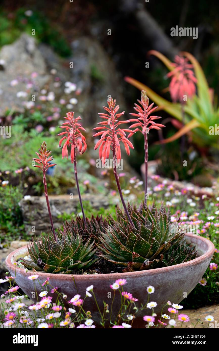 aloe,aloes,sturdy succulent plant,coral pink flowers,flower,flowering,aloes in pot,pots,gardening in pots,RM Floral Stock Photo