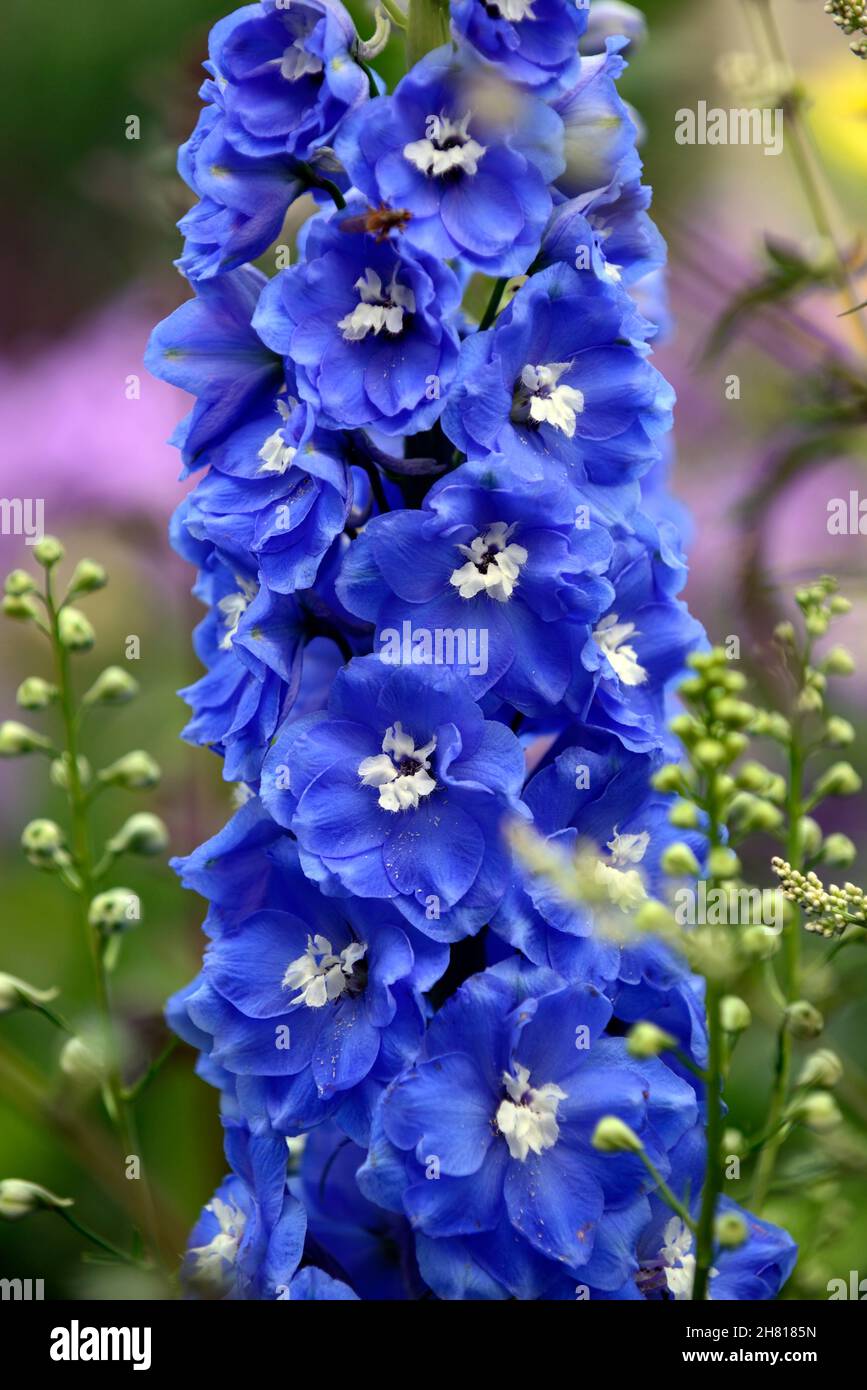 Delphinium Blue Bird,Delphinium Blue Bird group,herbaceous perennial,tall flower spike,flower spire,bright blue flowers with white eyes,blue flowers,R Stock Photo