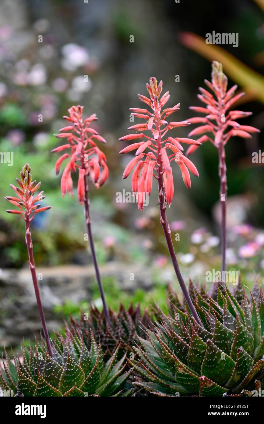 aloe,aloes,sturdy succulent plant,coral pink flowers,flower,flowering,RM Floral Stock Photo