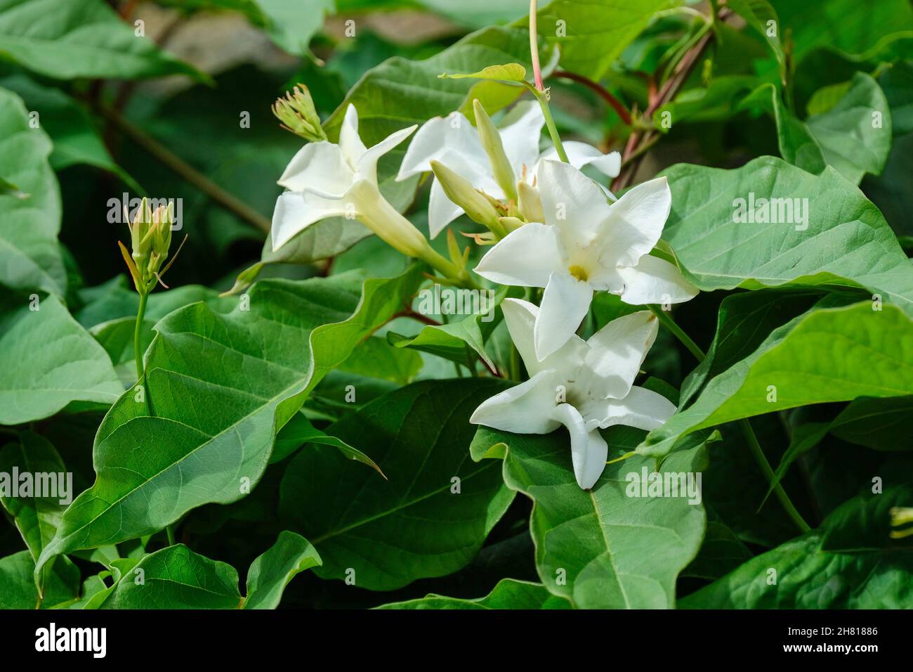Mandevilla laxa, Chilean jasmine, Mandevilla suaveolens. Creamy white funnel-shaped flowers. Stock Photo