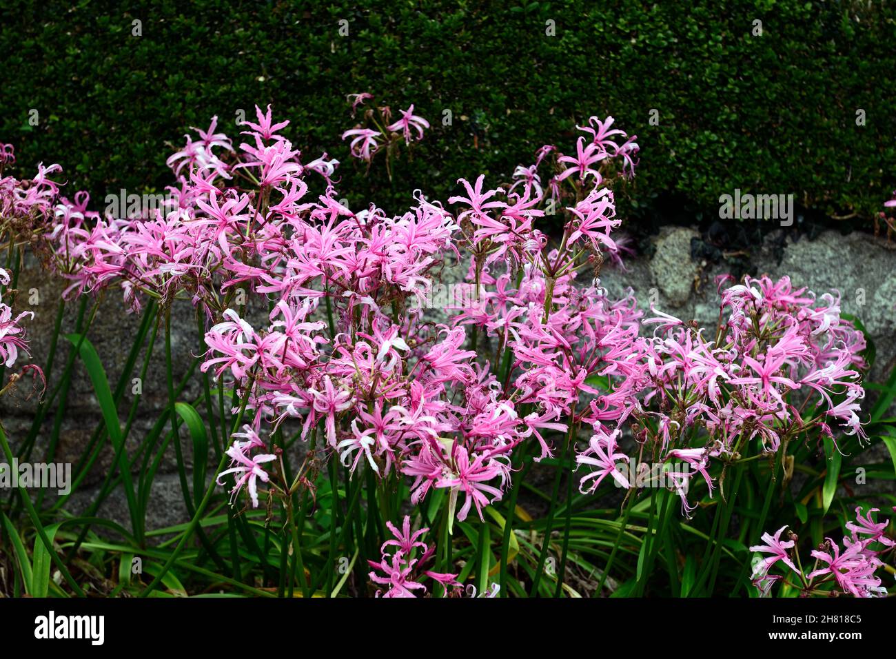 Nerine Bowdenii,Guernsey Lily,pink flowers,flower,flowering, autumn,autumnal,fall,flowers,display,big clump,RM Floral Stock Photo
