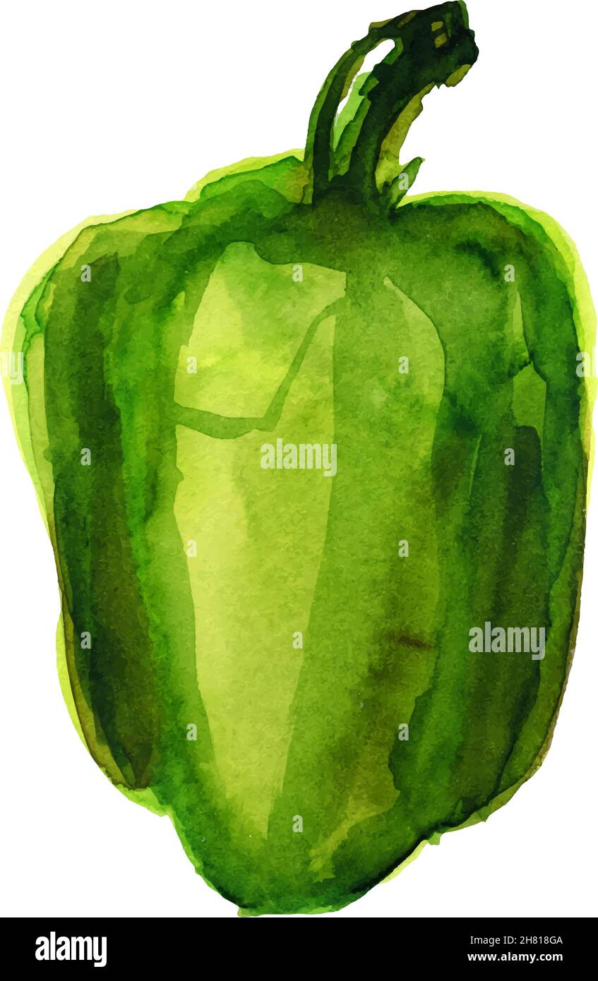Bell pepper watercolor illustration Stock Vector Images - Alamy