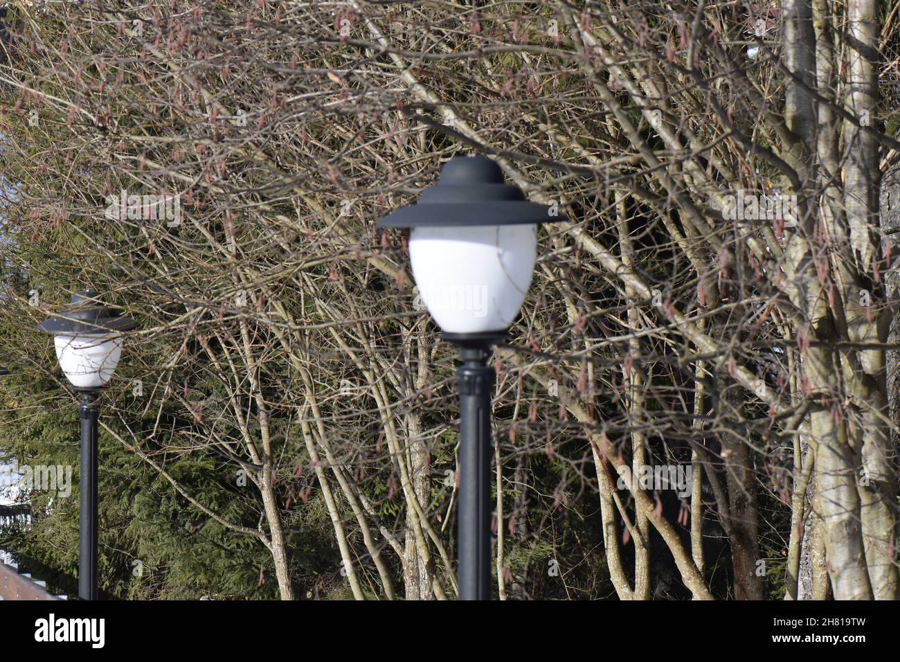 Lamps street tree hi-res stock photography and images - Alamy