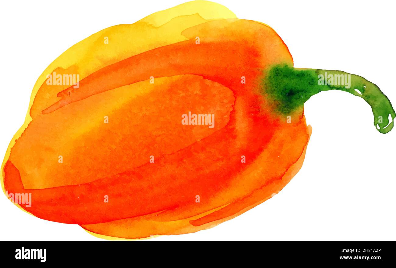 Bell pepper watercolor illustration Stock Vector Images - Alamy