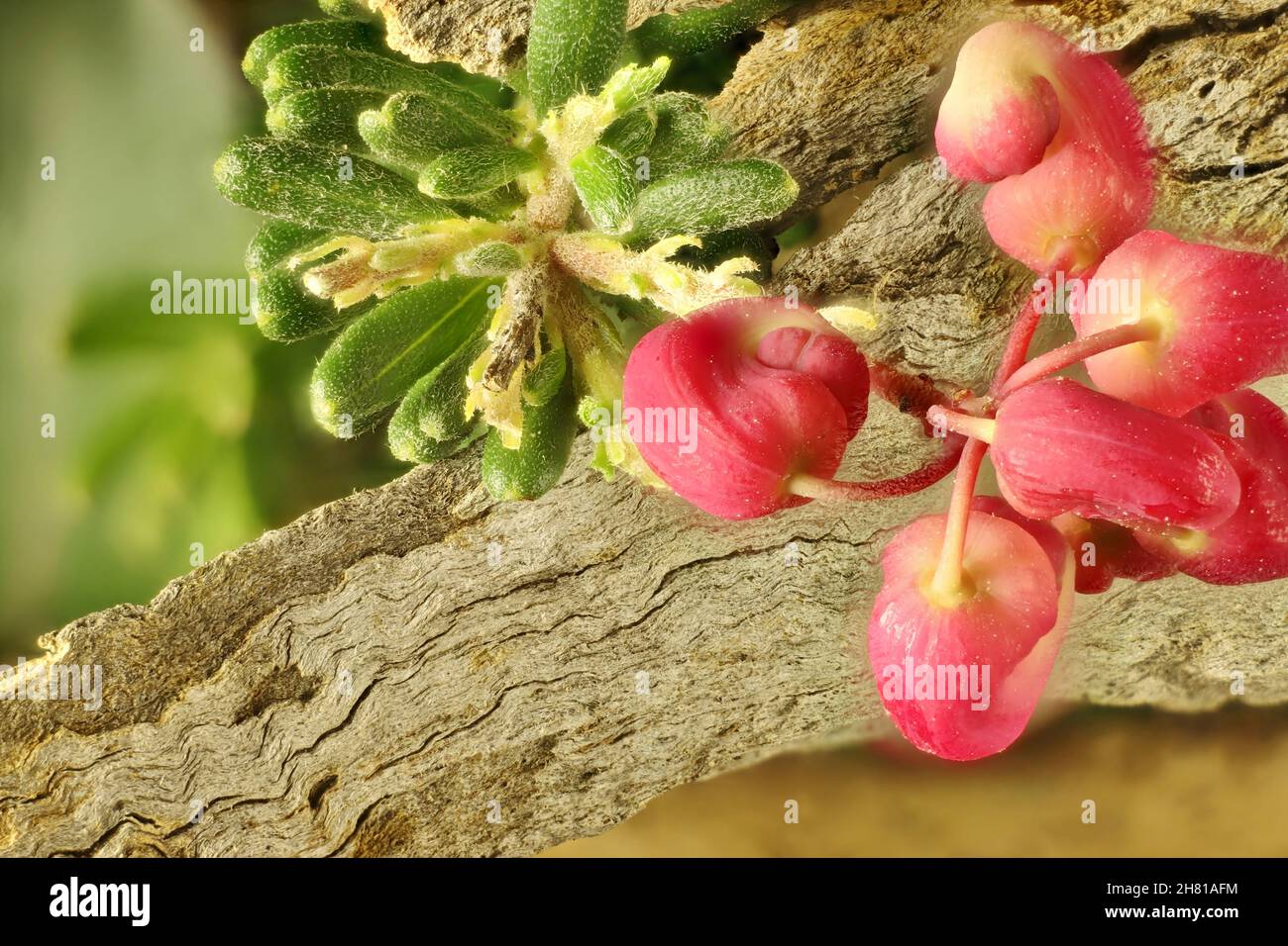 Grevillea lanigera - Mt Tamboritha cultivar, South Australia Stock Photo