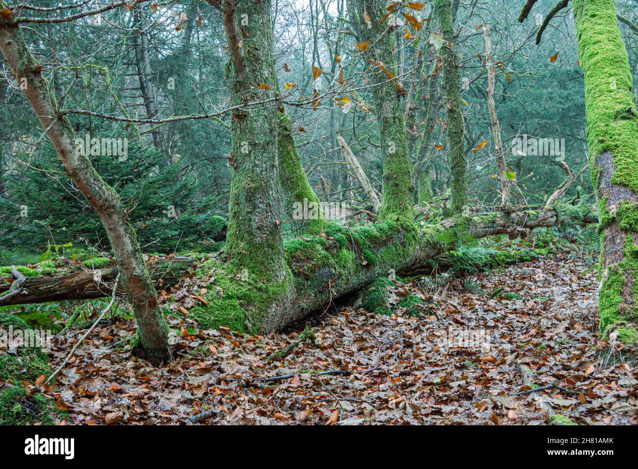 The storm forest, created by a storm in 1972, after which the trees were overgrown with moss and ferns, close to the village of Exloo in the province Stock Photo
