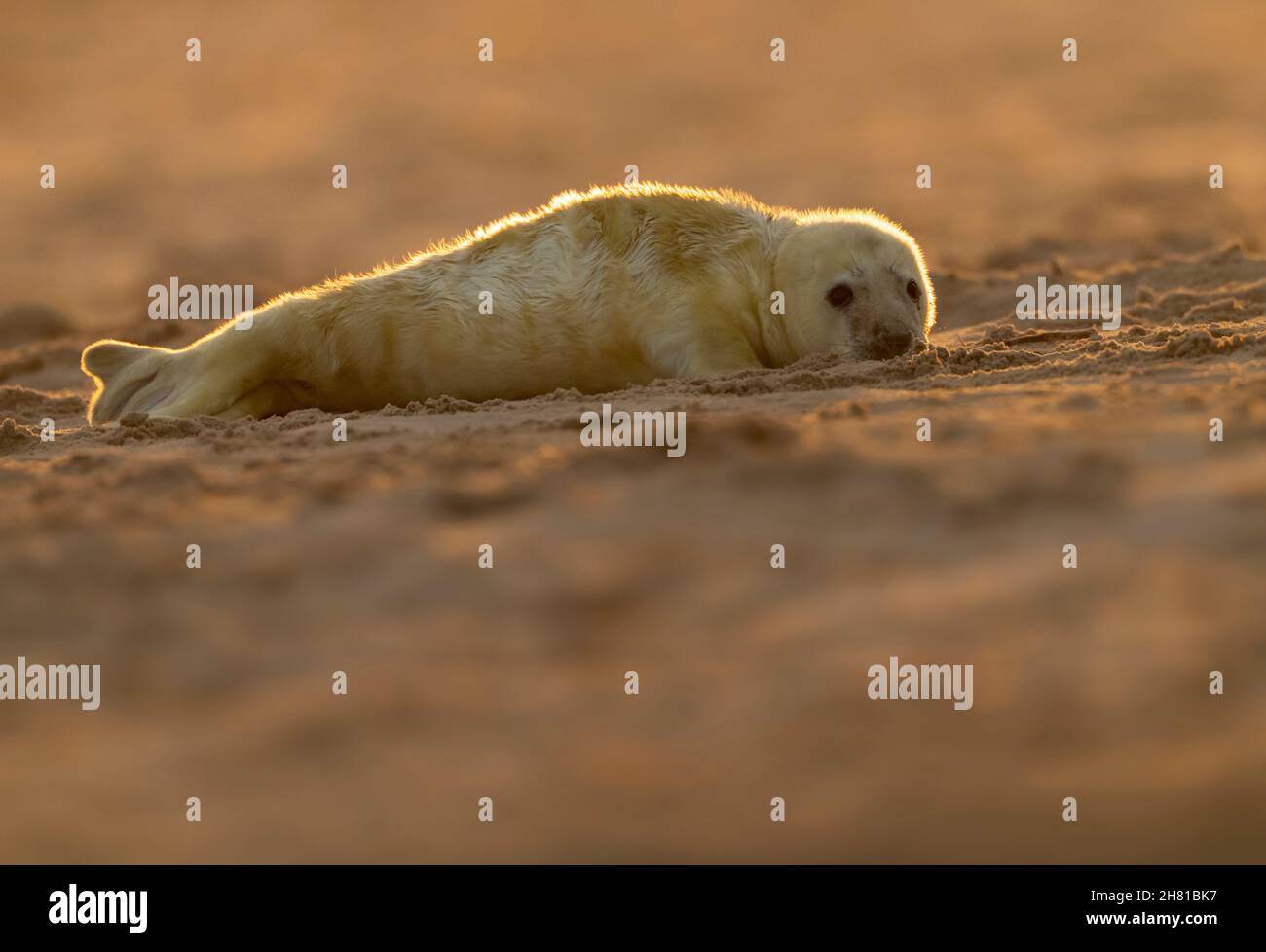 A Grey Seal pup (Halichoerus grypus), Norfolk Stock Photo