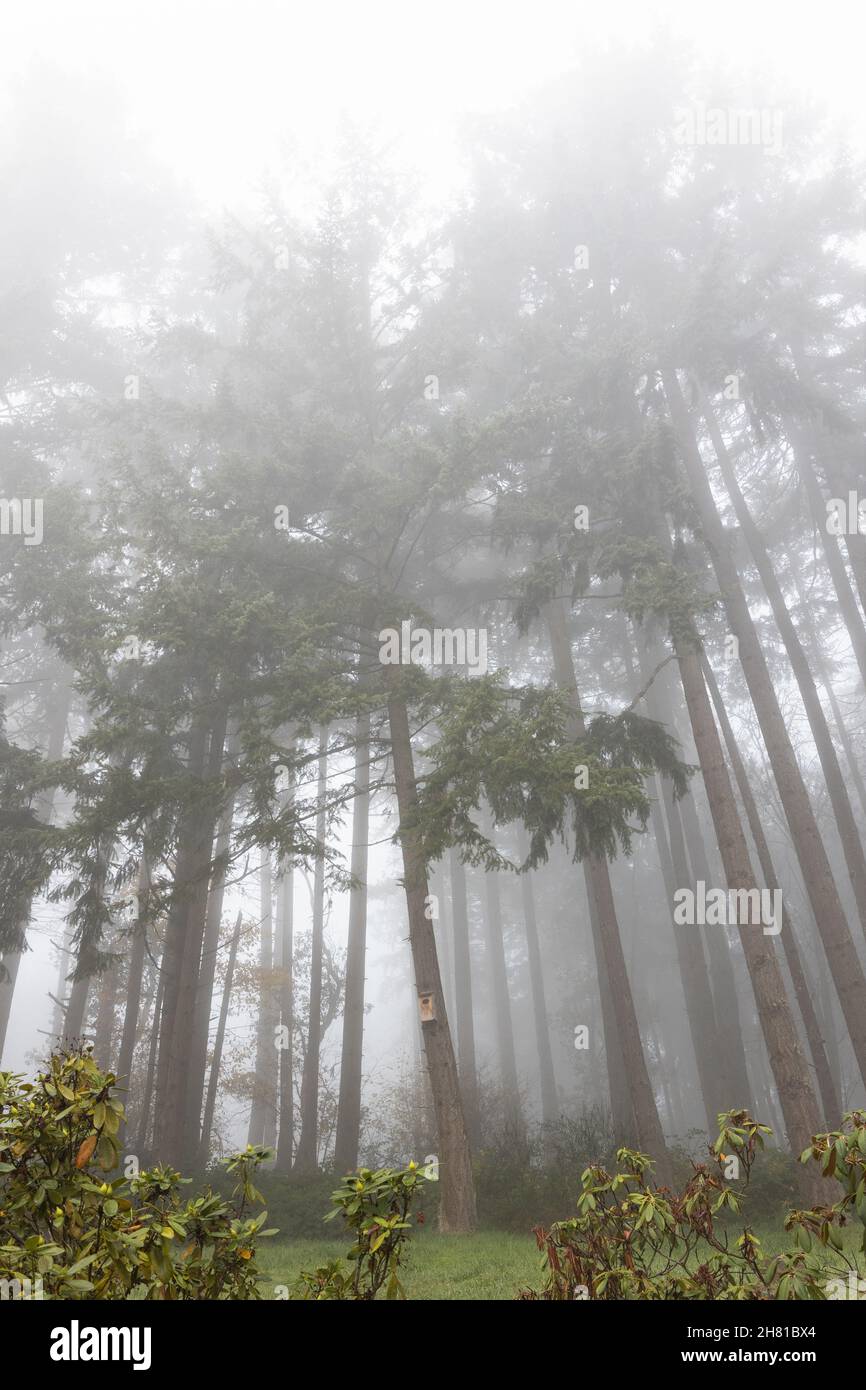A forest of tall, thin pine trees in fog. Stock Photo