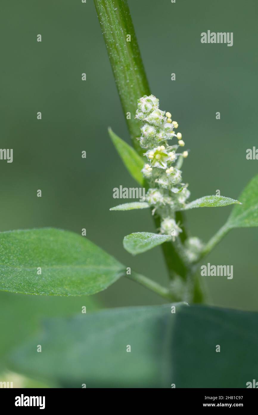 Weißer Gänsefuß, Blüten, blühend, Blüte, Gänsefuß, Gänsefuss, Weisser Gänsefuss, Weiß-Gänsefuß, Ackermelde, Melde, Falsche-Melde, Chenopodium album, l Stock Photo