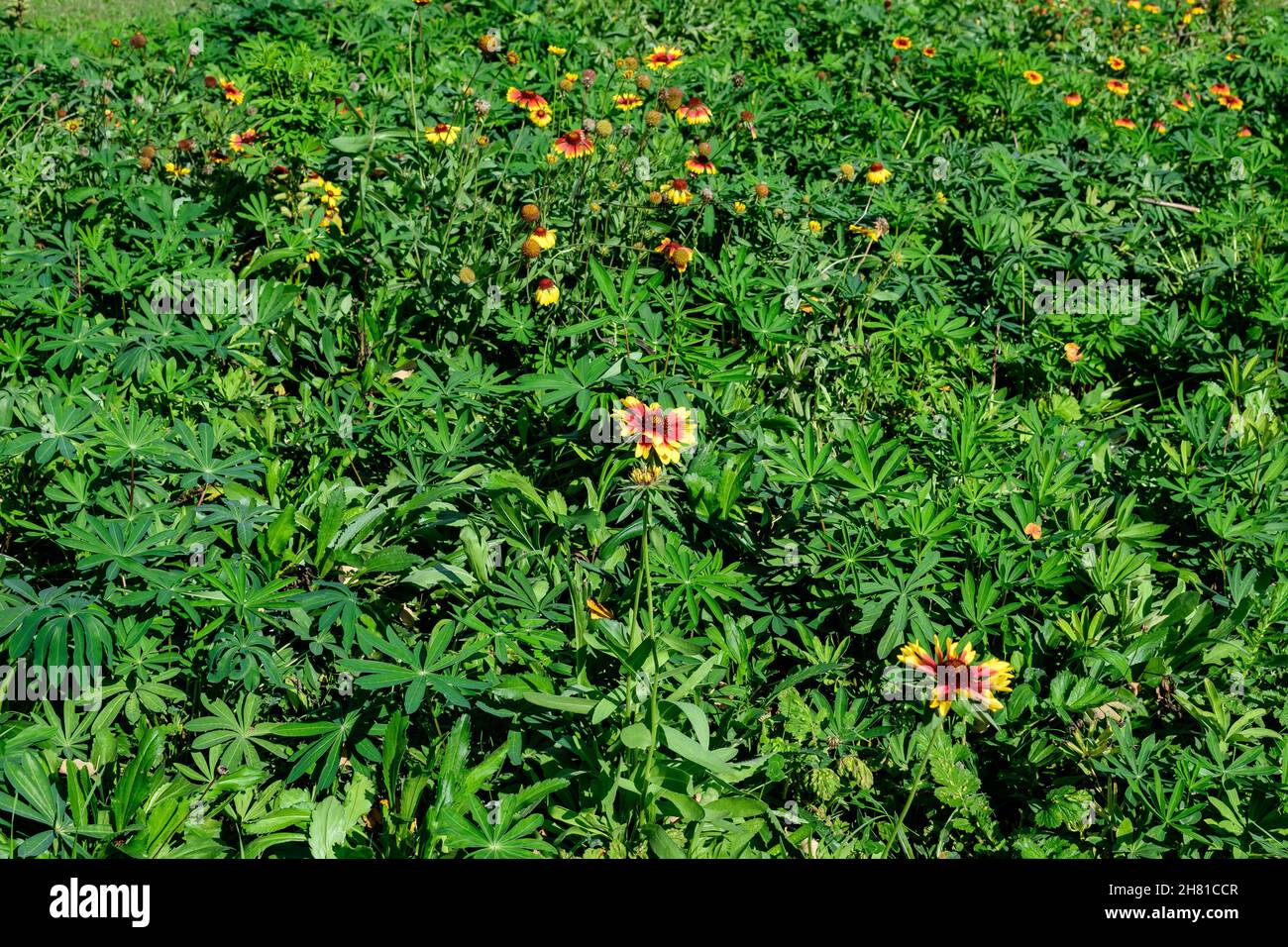 Many vivid yellow and red Gaillardia flowers, common known as blanket flowers,  and blurred green leaves in soft focus, in a garden in a sunny summer Stock Photo