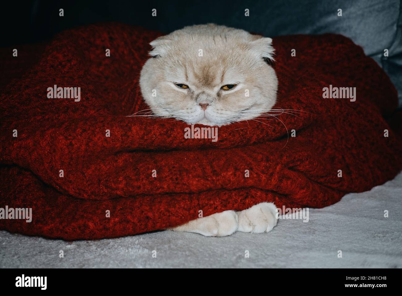 Winter cozy mood, christmas moments, funny holiday pets, festive pets. Cute  sleepy scottish fold cat in red sweater lying on the couch at home Stock  Photo - Alamy