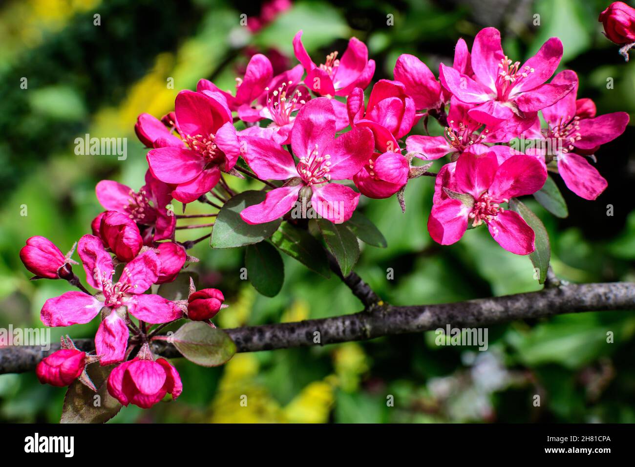 Branch with many vivid decorative red crab apple flowers and blooms in a tree in full bloom in a garden in a sunny spring day, beautiful outdoor flora Stock Photo