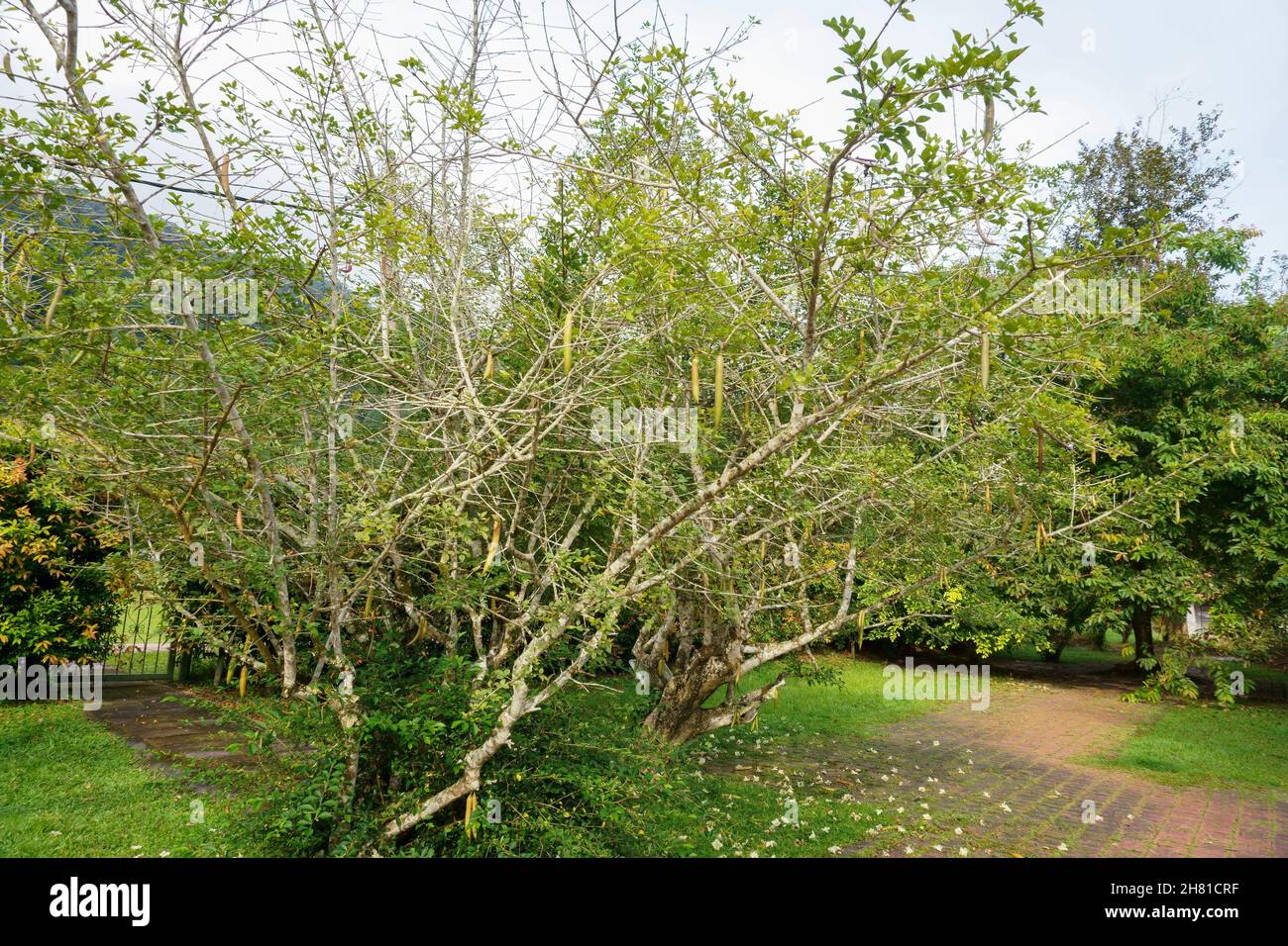 Closeup of the Parmentiera cereifera, the candle tree, species of tree