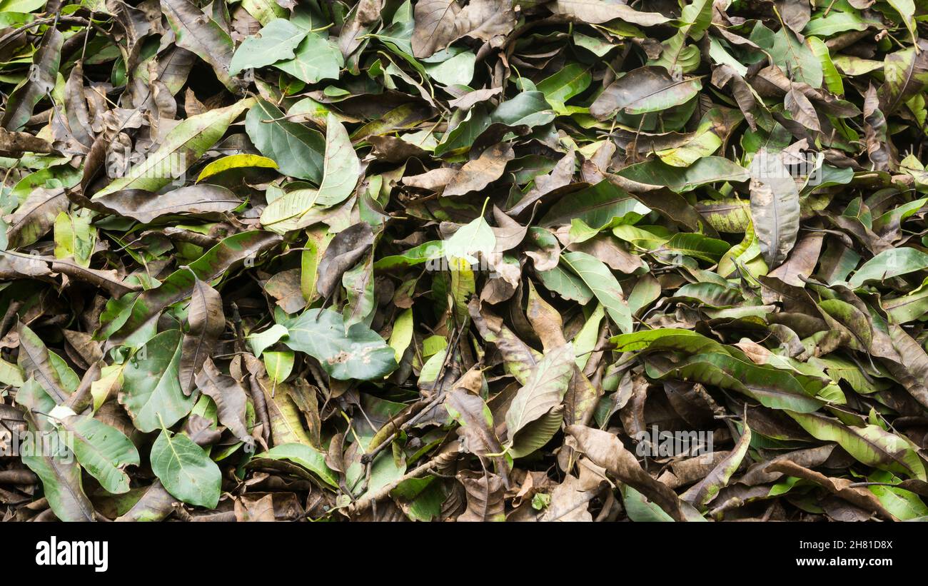 fallen dry leaves for organic fertilizer, closeup view of