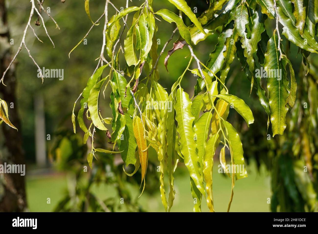 Closeup of the Monoon longifolium leaves. The false ashoka, Polyalthia longifolia. Stock Photo