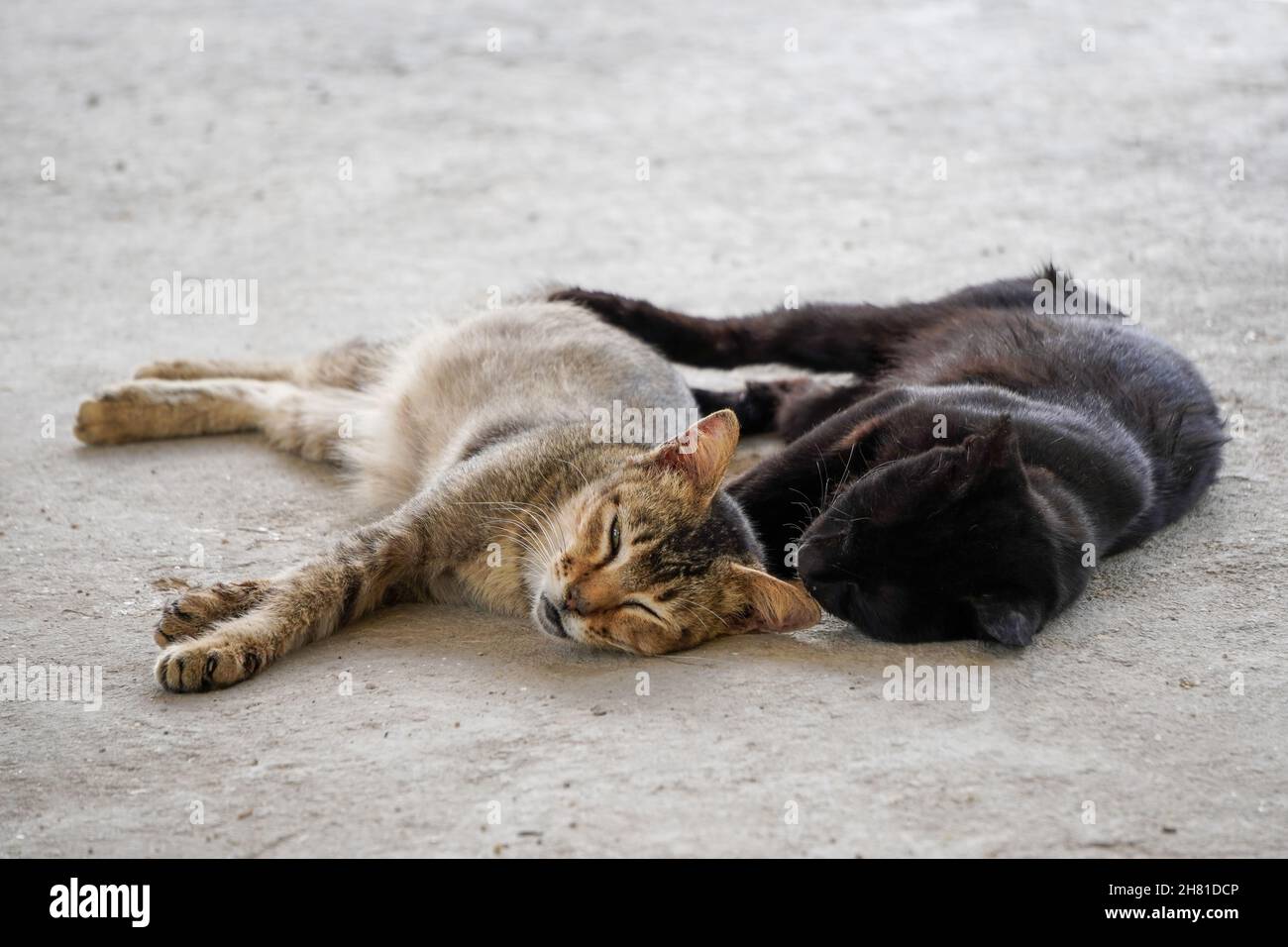 Closeup of two cats lying on the floor. Stock Photo