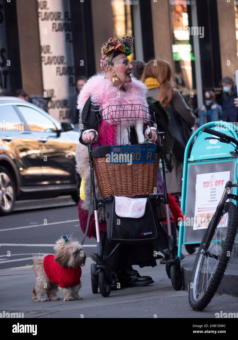 small dog for elderly lady