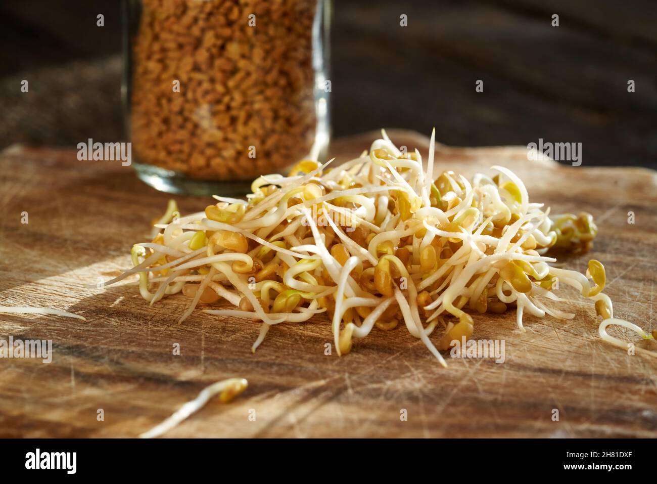 Fresh fenugreek sprouts with dry seeds in a glass jar in the background Stock Photo