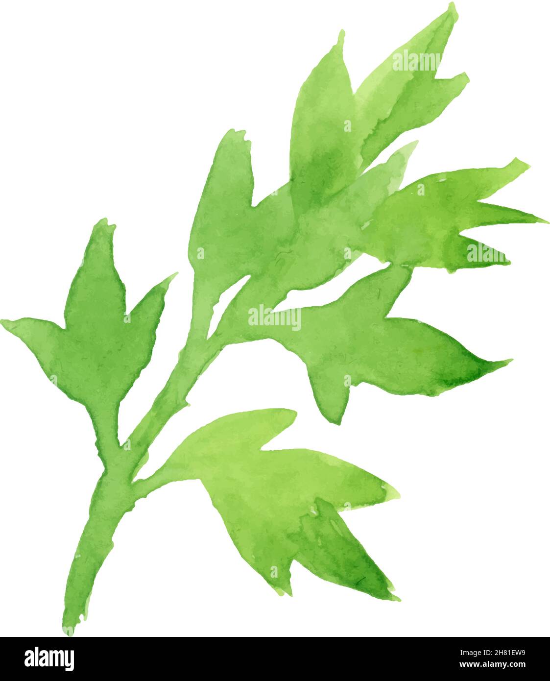 Watercolor image of leaves of parsley on white background Stock Vector