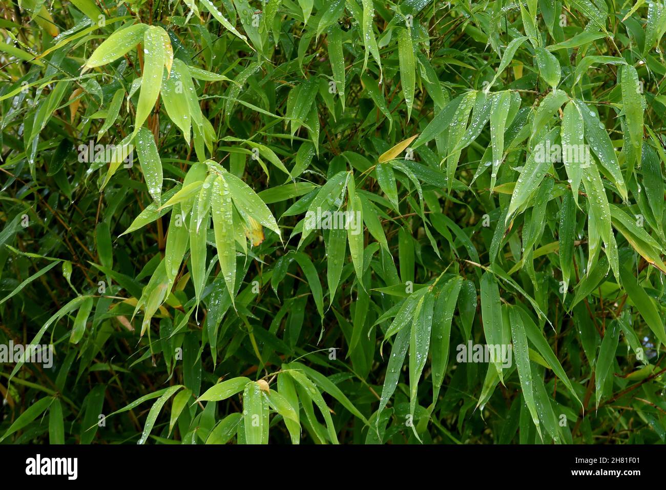 Raindrops on bamboo plant leaves closeup view Stock Photo