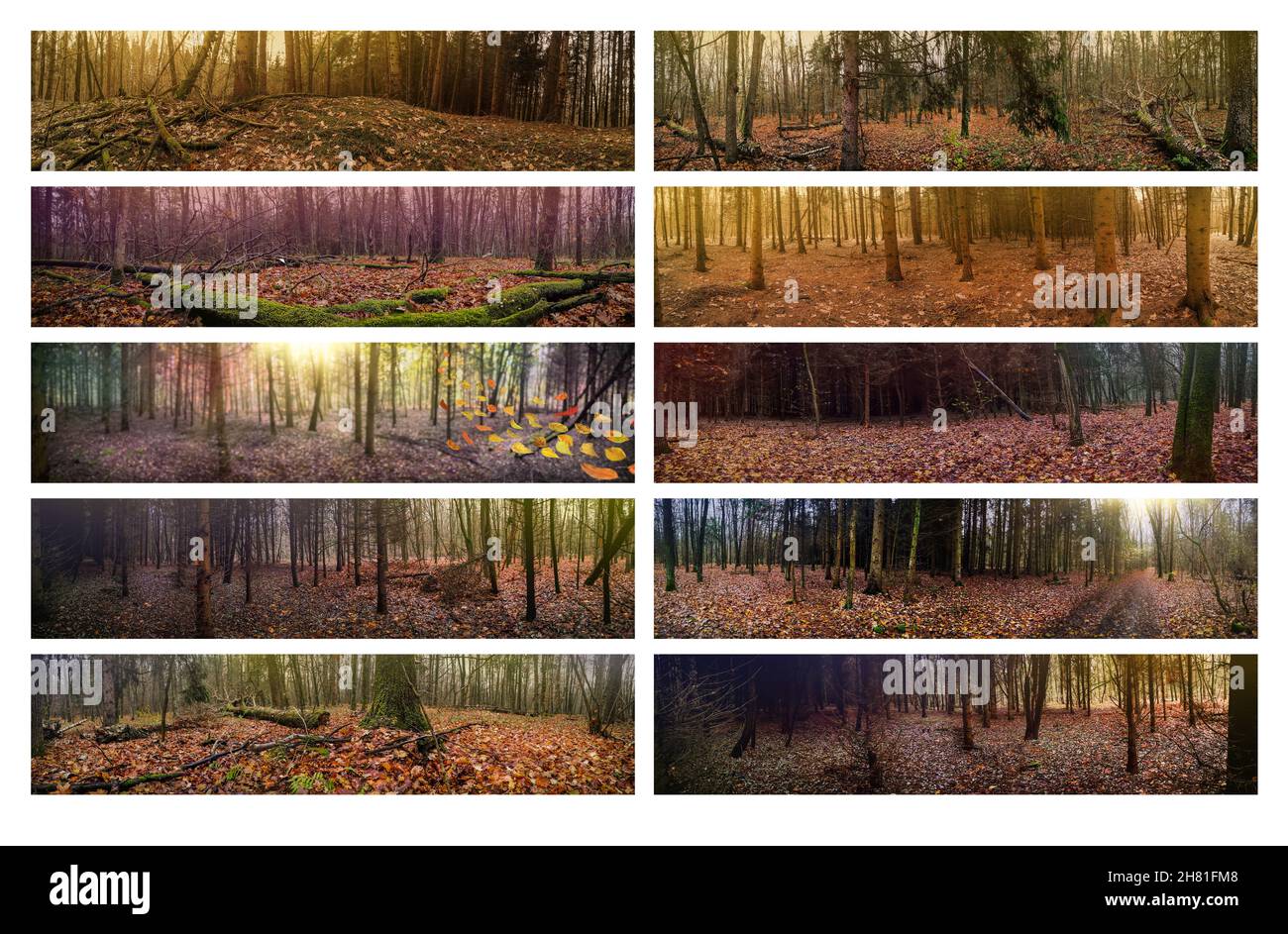 Autumn dense dark divine woods and beautiful orange leaves falling to the ground. Autumn collage set photo. Stock Photo