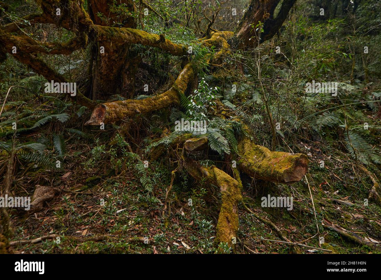 Mystical forest in Nepal. , Annapurna Conservation Area .April of Spring 2021 Stock Photo