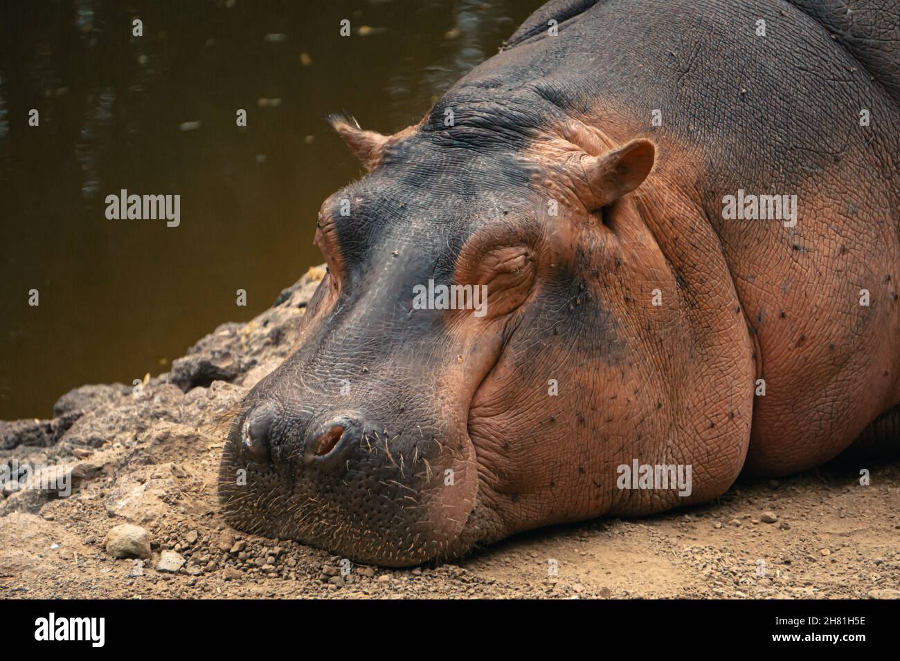 Close-Up Picture of a sleeping hippo Stock Photo