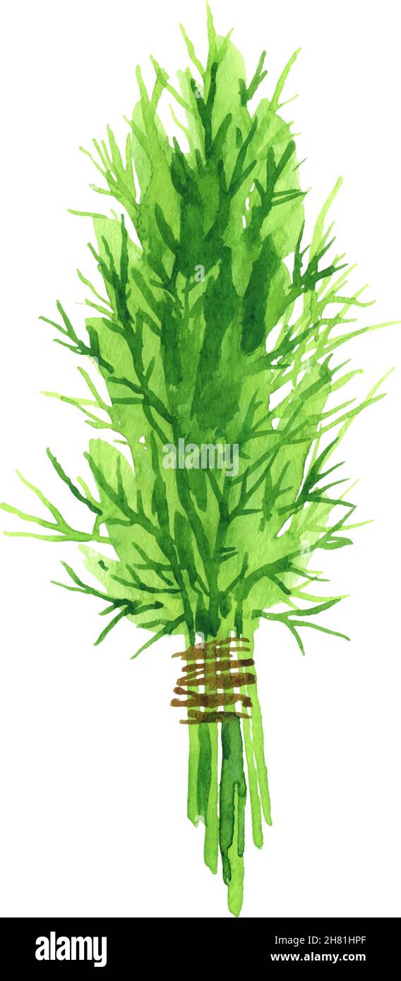 Watercolor background with dill dill leaves and seeds. Herbs and