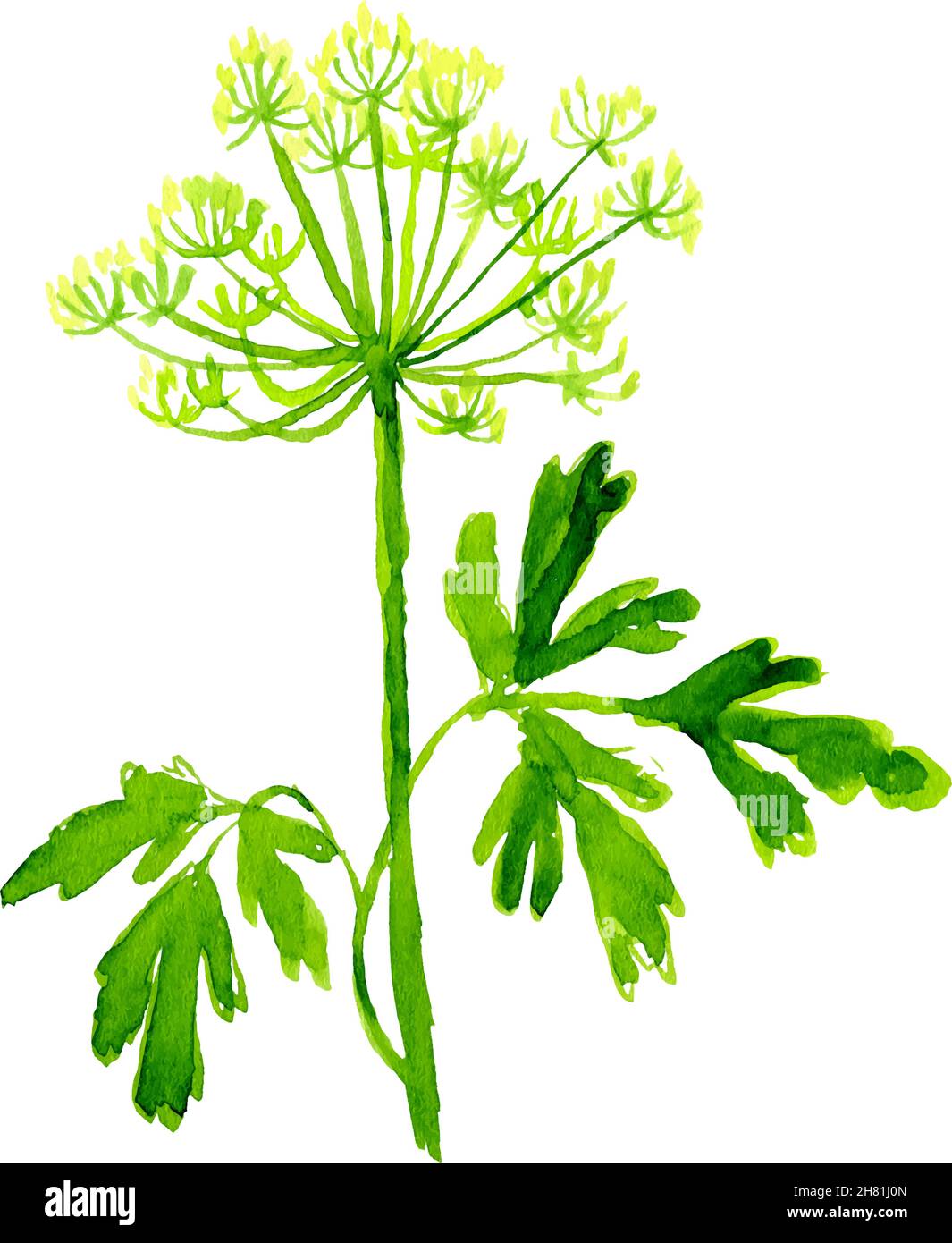 Watercolor image of leaves of parsley on white background Stock Vector